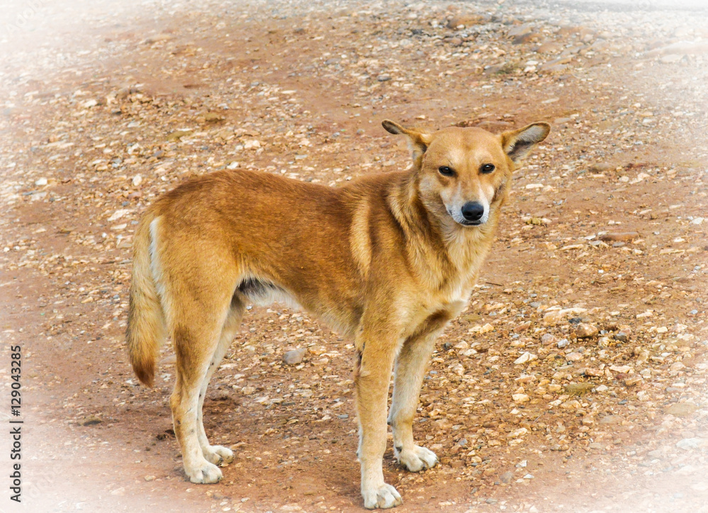 A cautious glance from brown Dog A cautious glance from brown Dog