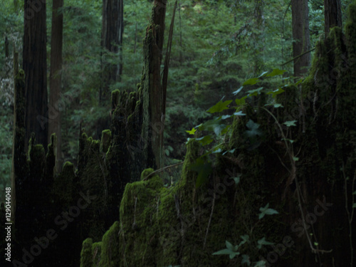 Fototapeta Naklejka Na Ścianę i Meble -  Moss and Ivy Growing Over Tree Stump in the Forest