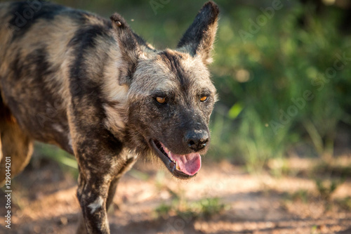 Starring African wild dog in the Kruger National Park, South Afr