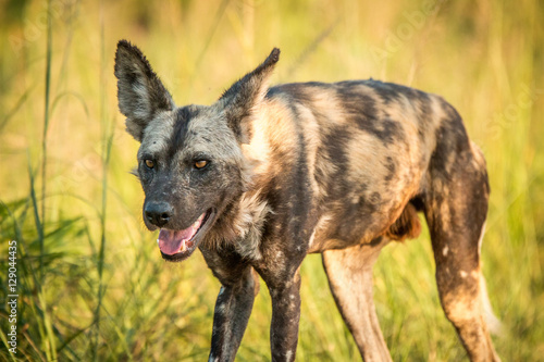 Starring African wild dog in the Kruger National Park  South Afr