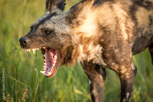 Obraz na plátně Yawning African wild dog in the Kruger National Park, South Afri