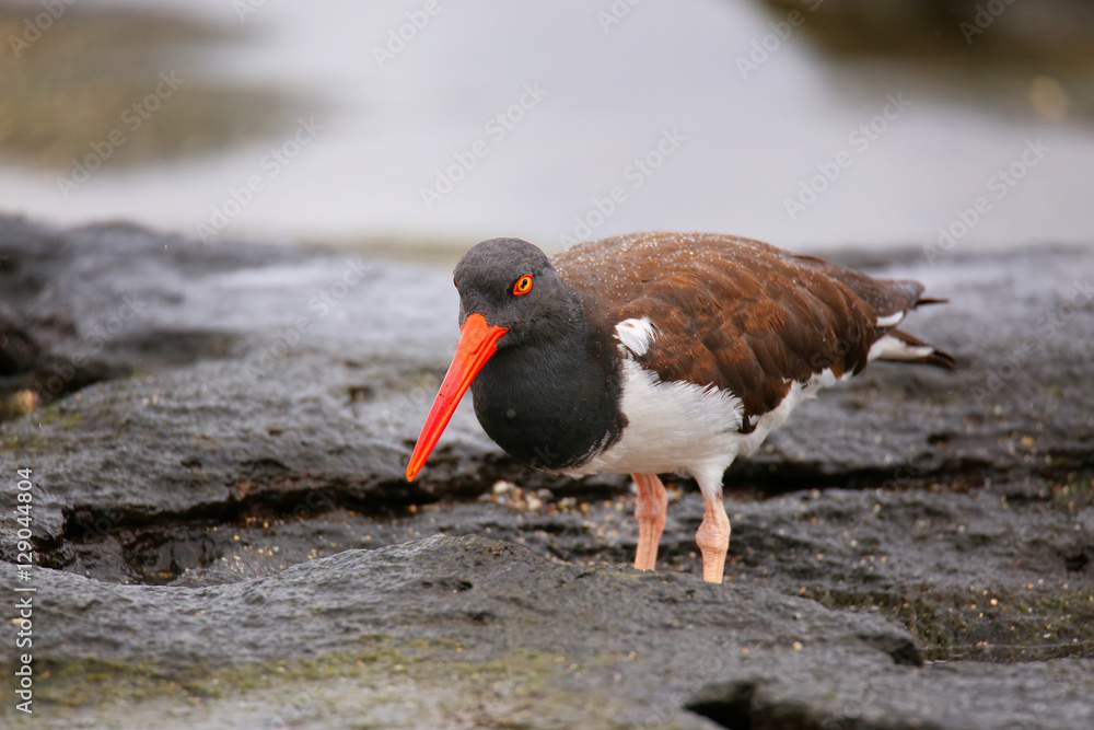 American oystercatcher on Santiago Island in Galapagos National American oystercatcher on Santiago Island in Galapagos National