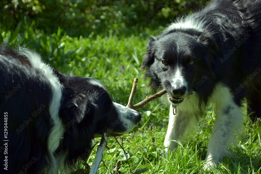 Two Border collies playing with a stick in a garden