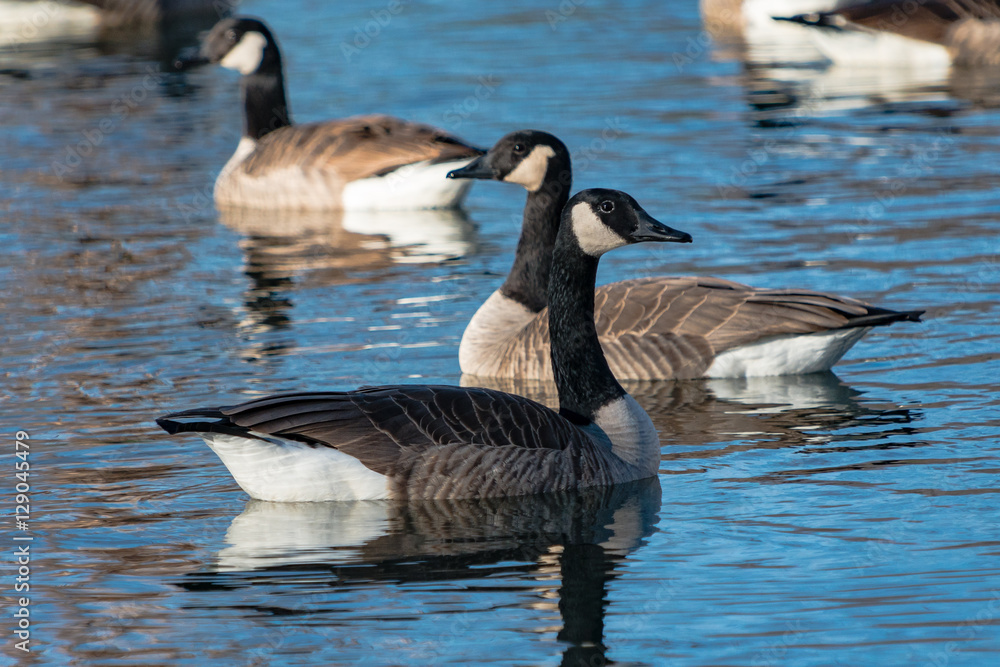 Canadian Geese