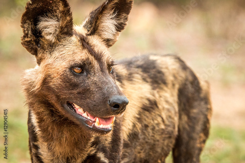 Side profile of an African wild dog in the Kruger National Park,