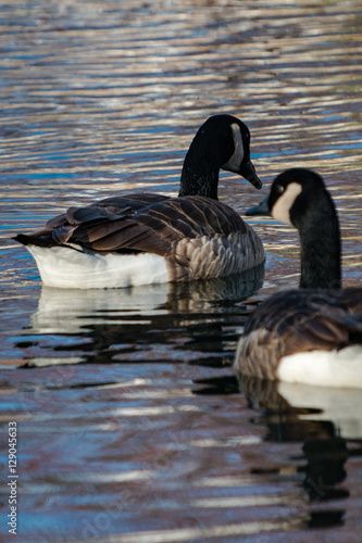 Canadian Geese