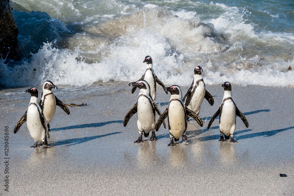 Obraz premium African penguins walk out of the ocean on the sandy beach. African penguin ( Spheniscus demersus) also known as the jackass penguin and black-footed penguin. Boulders colony. Cape Town. South Africa