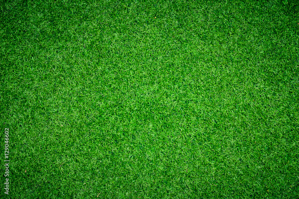 Fototapeta premium green grass background