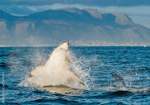 Great White Shark (Carcharodon carcharias) breaching in an attac photo