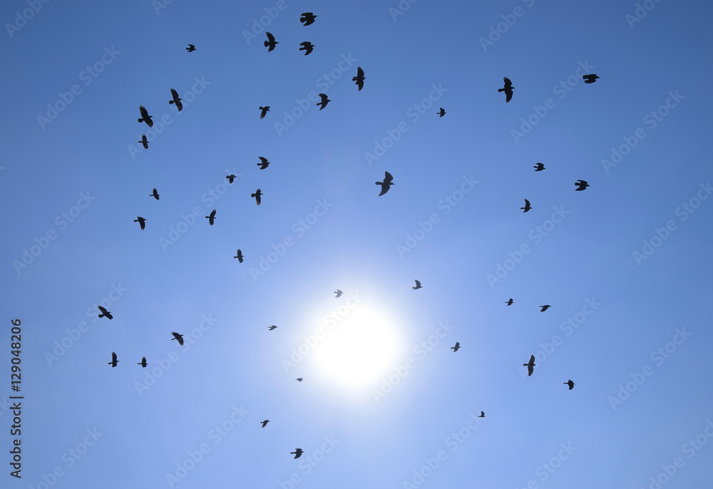 Silhouette of a flock of blackbird flying through a surreal evening sky with a fiery sun Silhouette of a flock of blackbird flying through a surreal evening sky with a fiery sun