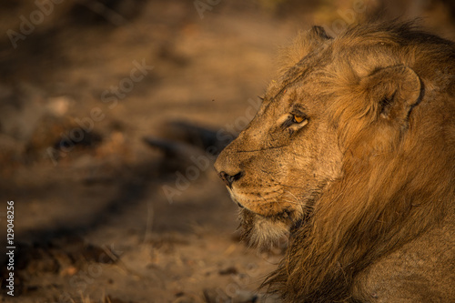 Fototapeta Naklejka Na Ścianę i Meble -  Side profile of a Lion in the Kruger National Park, South Africa