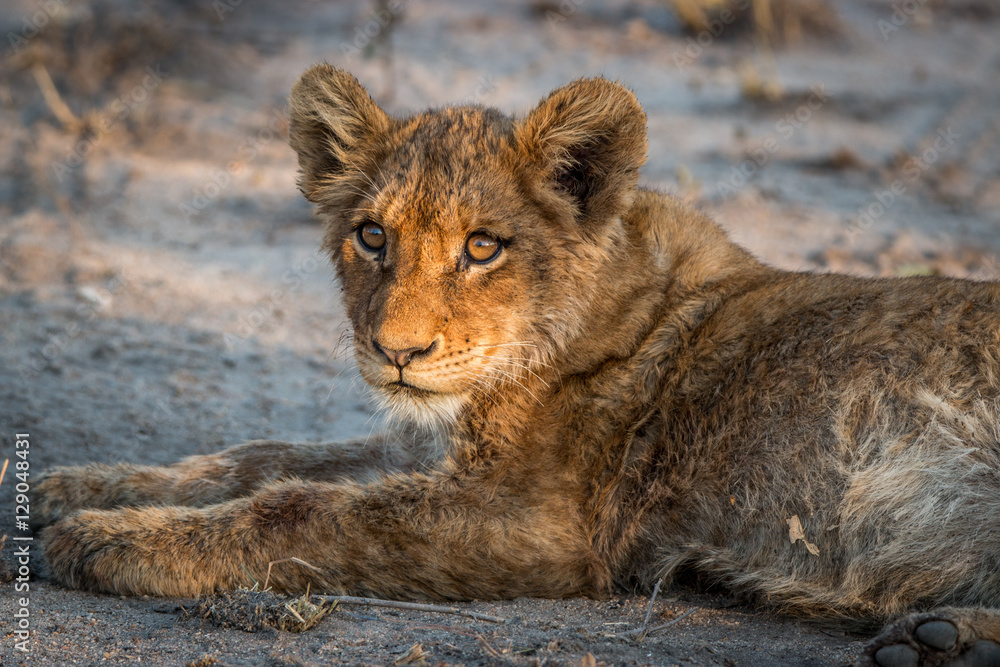 Starring Lion cub in the Kruger National Park, South Africa. Starring Lion cub in the Kruger National Park, South Africa.