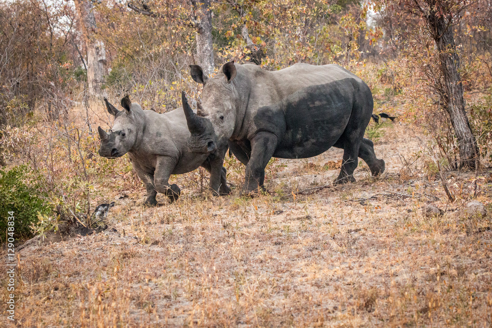 Obraz premium Bounding White rhino in the Kruger National Park, South Africa.