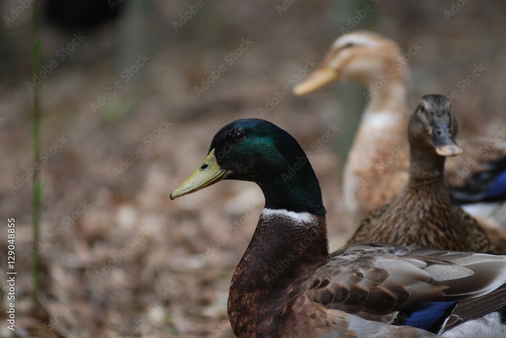 Obraz premium 오리