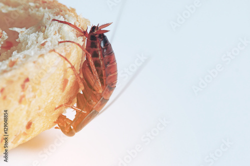 cockroach on bread