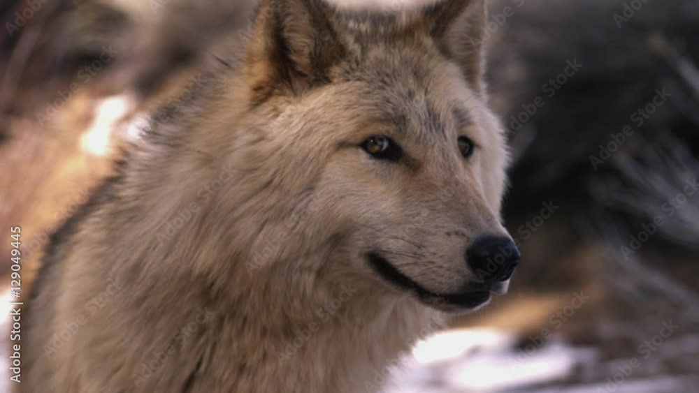 White Wolf Looking Slow Motion 01 White Wolf Looking Slow Motion 01