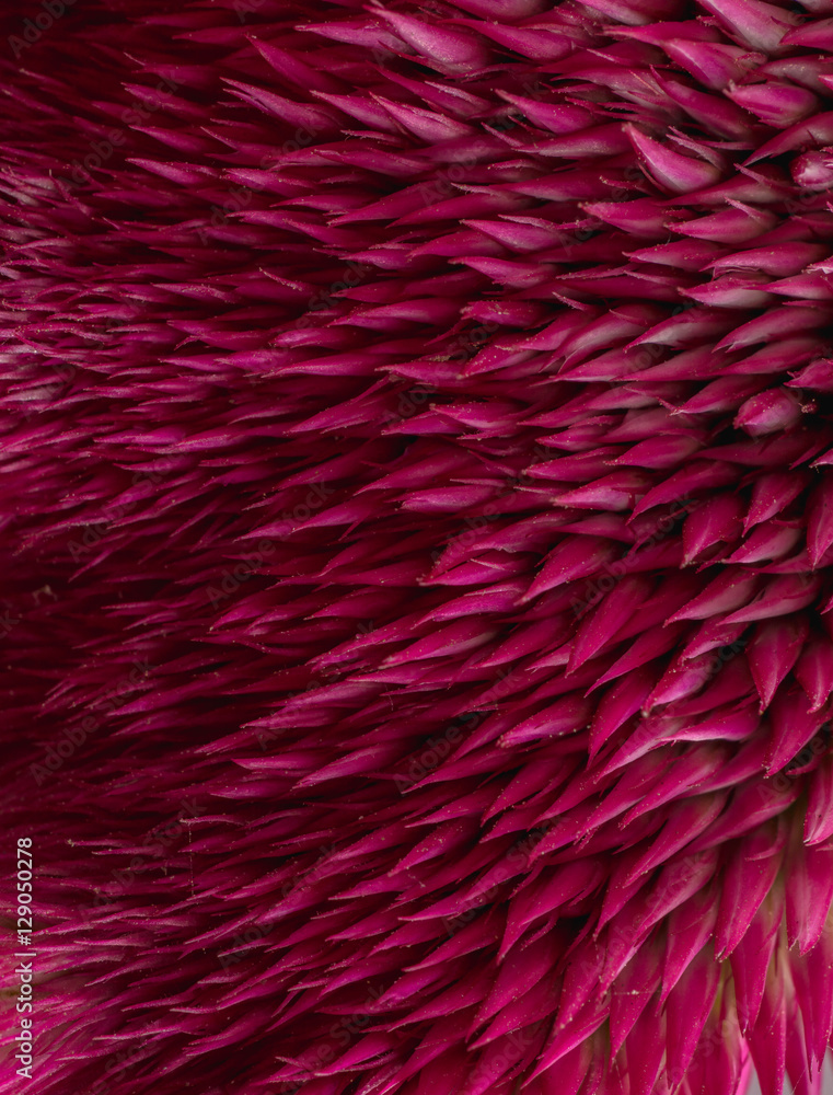 texture of pink flower. abstract background macro image of pink Cockscomb flower, cristata flower texture of pink flower. abstract background macro image of pink Cockscomb flower, cristata flower