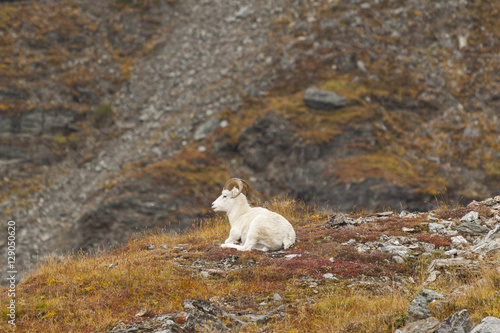 Dall Sheep Ram relaxing on the sides of Mt Margaret in Denali Na