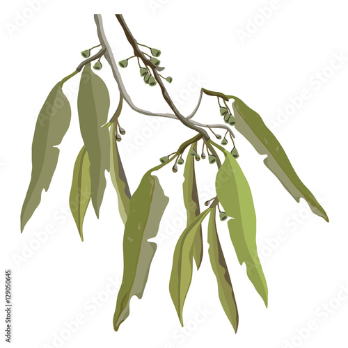 Eucalyptus Gum Leaves Vector Illustration