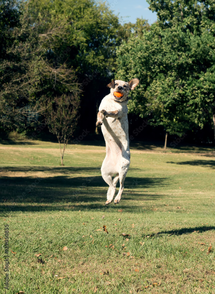 Obraz premium White dog jumps and catches the orange ball