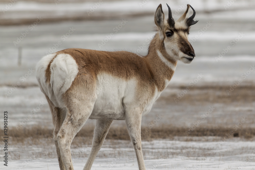 Pronghorn in winter in Yellowstone National Park. Pronghorn in winter in Yellowstone National Park.