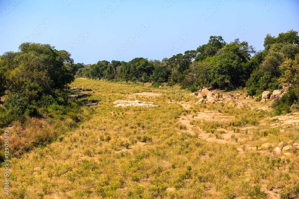 A dry river in the Kruger park, covered in green vegetation which feeds off the water below ground. A dry river in the Kruger park, covered in green vegetation which feeds off the water below ground.