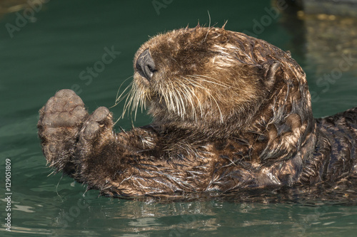 Sea otter stretching after a rest in Seward harbor, Alaska.