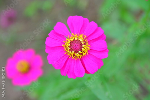 Beautiful Single pink Zinnia Flower with natural background