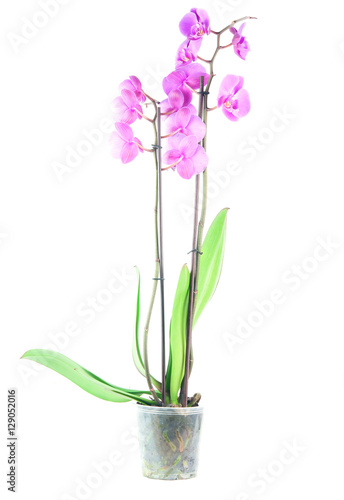 pink orchid