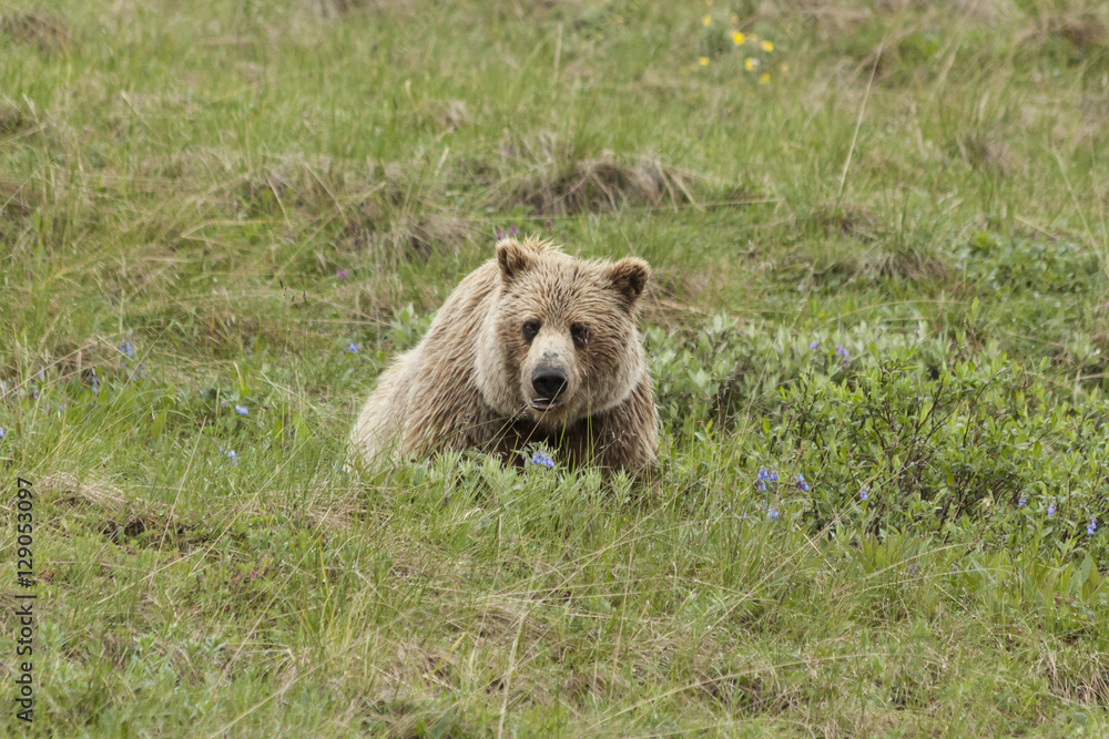 Grizzly Sow grazing in the wildflowers, Denali National Park, Al