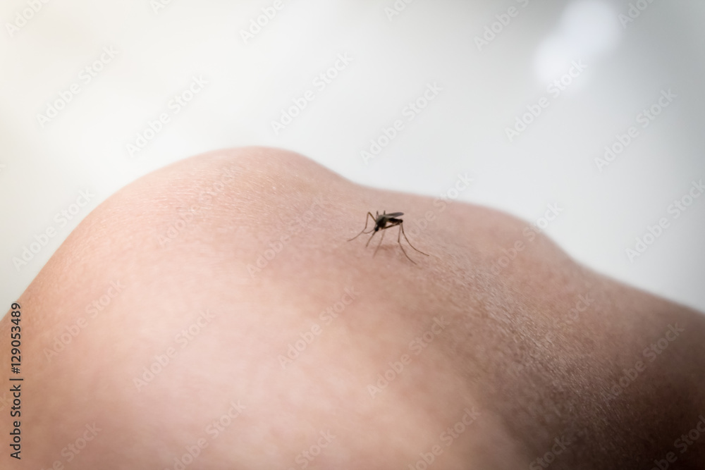 Obraz premium mosquito