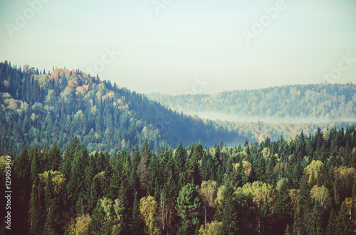 thick morning mist in coniferous forest. coniferous trees  thickets of green forest.