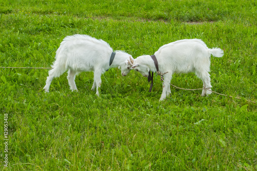 goats playing on the green grass  © shymar27