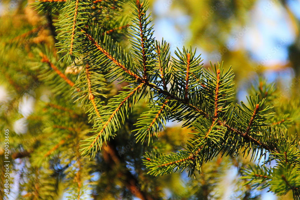 Green spruce needles on a branches 