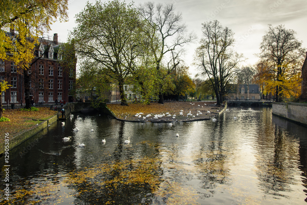 White swans in Minnewater park in Bruges, Belgium