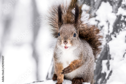 fluffy red squirrel sits on tree trunk in snowy winter forest 
