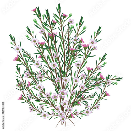 Flowering tea-tree Vector