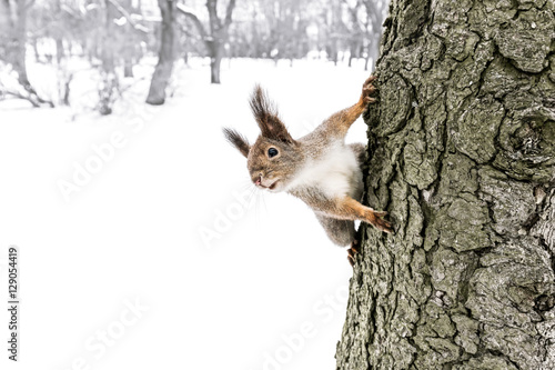 cute little red squirrel sitting on tree trunk in winter forest, seeks for quick meal 