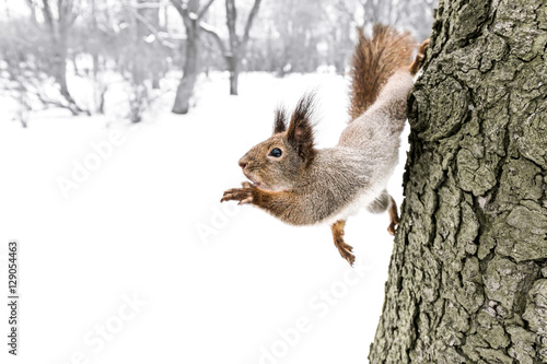 little fluffy grey squirrel reaching for nut holding to tree trunk in winter forest