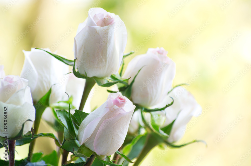 Fototapeta premium Róża