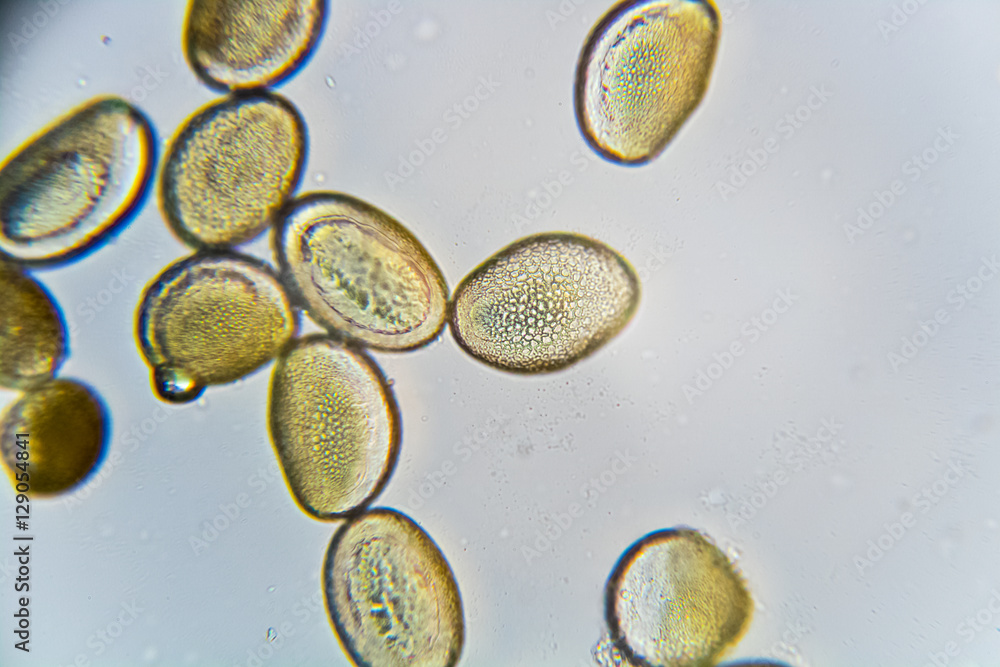 Pollen Mikroskopie Amaryllis Stock-Foto | Adobe Stock