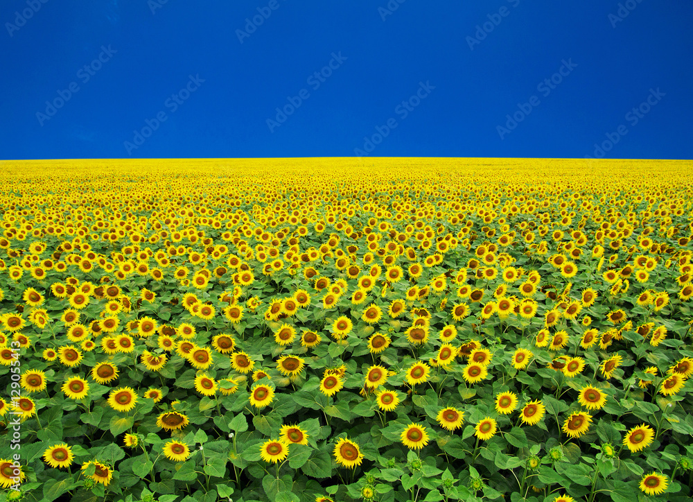 Fototapeta premium sunflowers