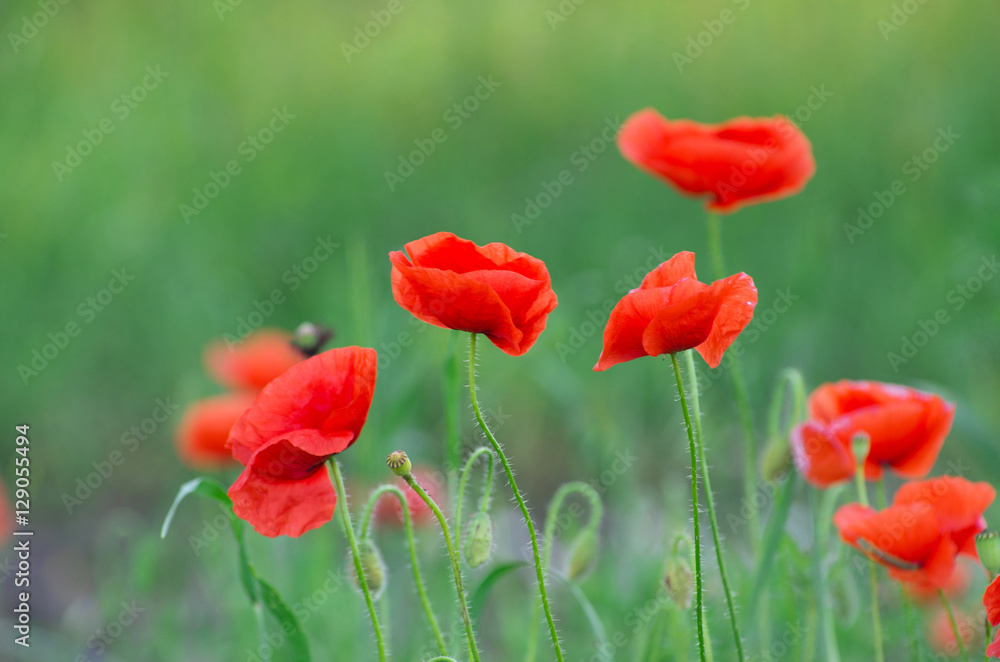 Fototapeta premium czerwony mak na polu