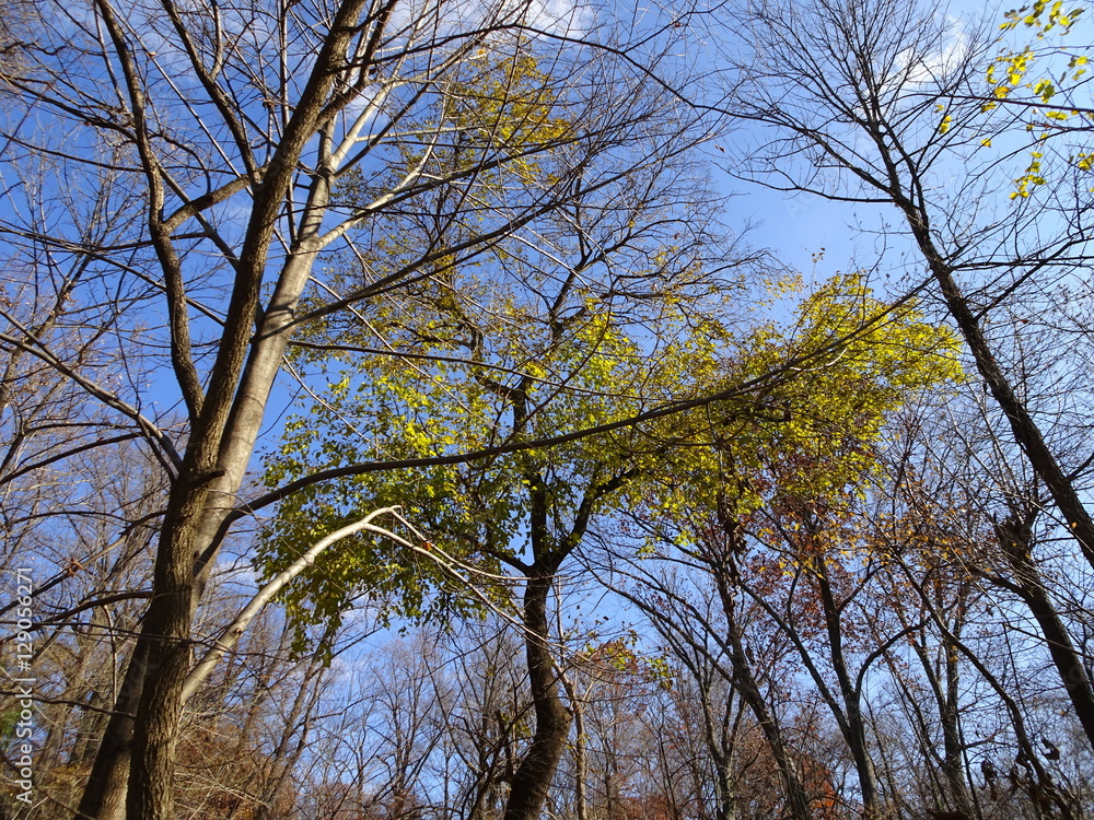 Fototapeta premium fall leaves in the forest