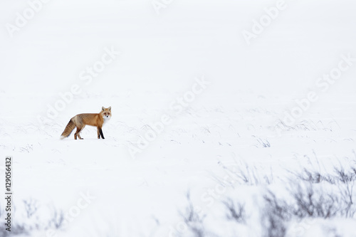Red fox on the hunt in snow covered winter wonderland landscape