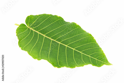 Plant green leaf  taro leaf isolated