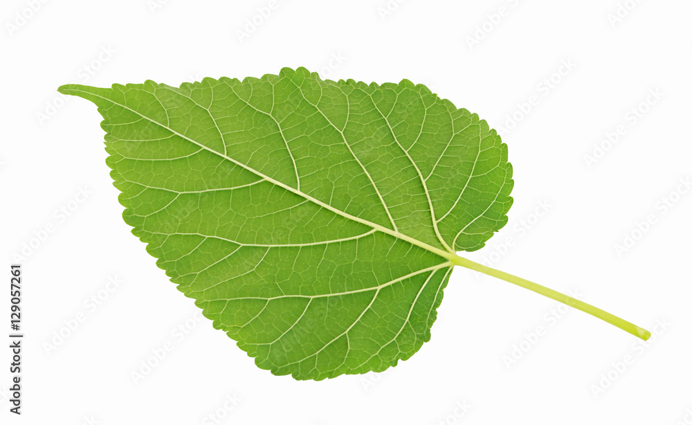 Fototapeta premium Plant green leaf, taro leaf isolated