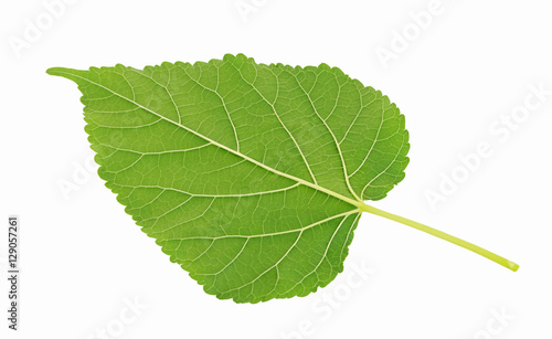 Plant green leaf, taro leaf isolated