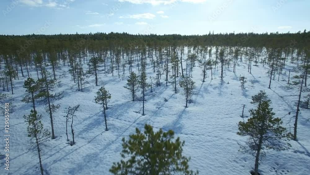 Aerial overflight of small pines at a bog in wintertime Aerial overflight of small pines at a bog in wintertime