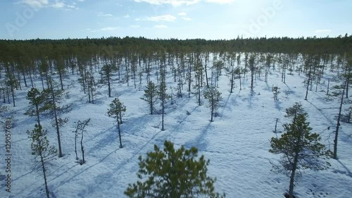 Aerial overflight of small pines at a bog in wintertime photo